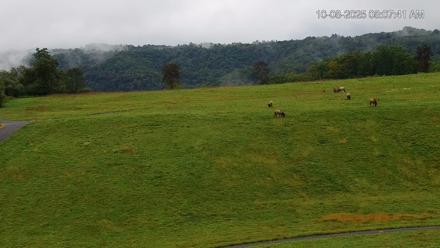 Virginia Elk Live Webcam - Oct 8, 2025, 8:08am EDT