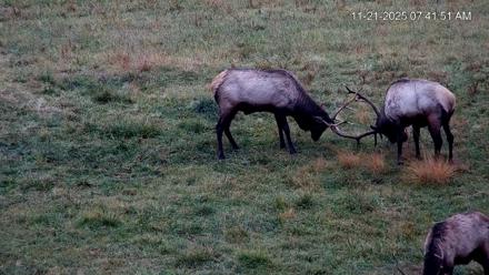 Virginia Elk Live Webcam - Nov 21, 2025, 7:42am EST