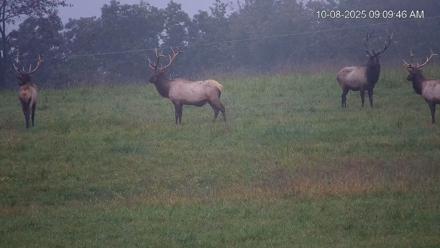 Virginia Elk Live Webcam - Oct 8, 2025, 9:10am EDT