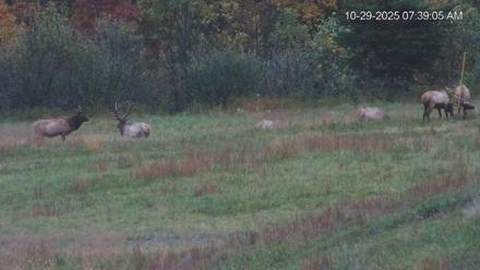 Virginia Elk Live Webcam - Oct 29, 2025, 7:39am EDT