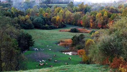 Virginia Elk Live Webcam - Oct 30, 2025, 8:25am EDT