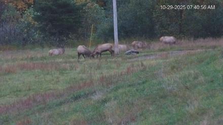 Virginia Elk Live Webcam - Oct 29, 2025, 7:41am EDT