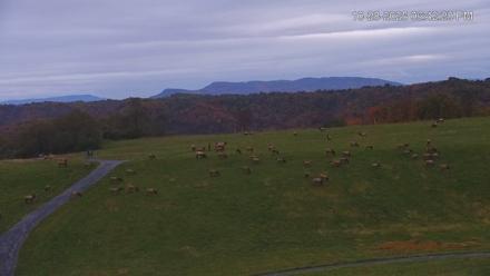 Virginia Elk Live Webcam - Oct 28, 2025, 6:43pm EDT
