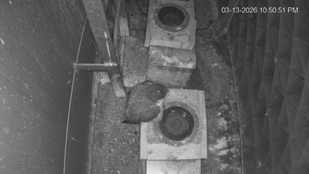 Reston Town Center Falcon Live Cam - Mar 13, 2026, 10:51pm EDT