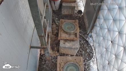 Reston Town Center Falcon Live Cam - Jun 7, 2026, 10:47am EDT
