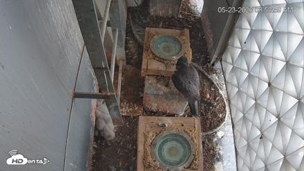 Reston Town Center Falcon Live Cam - May 23, 2026, 8:54am EDT