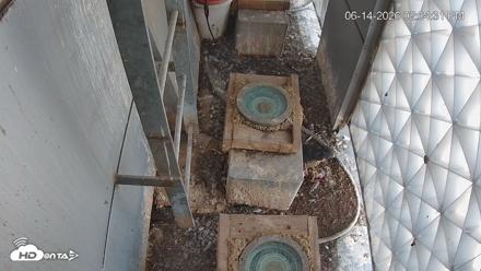 Reston Town Center Falcon Live Cam - Jun 14, 2026, 2:06pm EDT