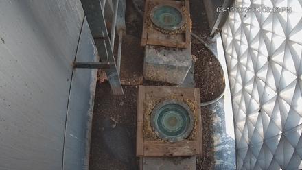 Reston Town Center Falcon Live Cam - Mar 19, 2026, 3:09pm EDT