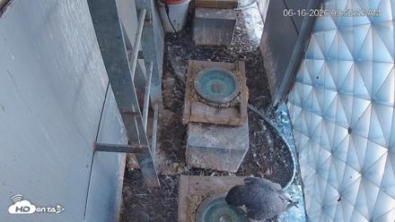 Reston Town Center Falcon Live Cam - Jun 16, 2026, 9:53am EDT