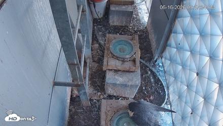 Reston Town Center Falcon Live Cam - Jun 16, 2026, 9:48am EDT