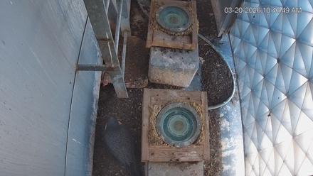 Reston Town Center Falcon Live Cam - Mar 20, 2026, 10:47am EDT