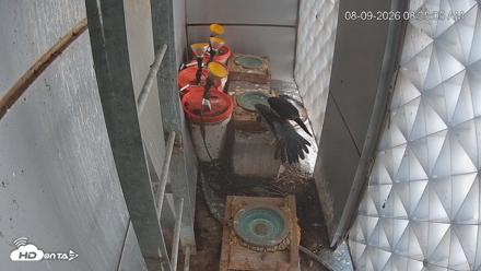 Reston Town Center Falcon Live Cam - Aug 9, 2026, 8:35am EDT