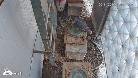 Reston Town Center Falcon Live Cam - Jun 11, 2026, 8:57am EDT