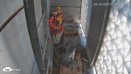 Reston Town Center Falcon Live Cam - Sep 14, 2026, 2:29pm EDT
