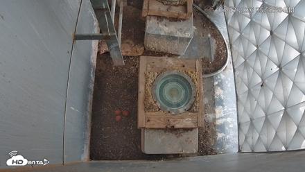 Reston Town Center Falcon Live Cam - Apr 13, 2026, 5:59pm EDT