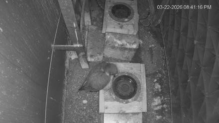 Reston Town Center Falcon Live Cam - Mar 22, 2026, 8:41pm EDT