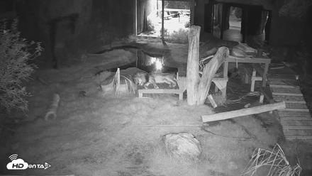 Reid Park Zoo Lions Live Webcam - Sep 12, 2026, 8:34pm MST