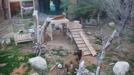 Reid Park Zoo Lions Live Webcam - Dec 15, 2025, 7:15am MST