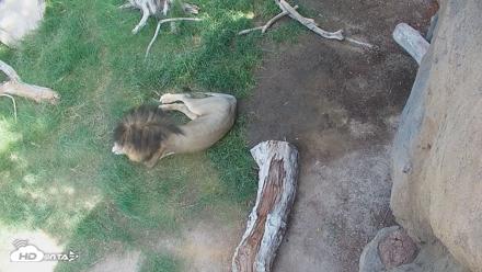 Reid Park Zoo Lions Live Webcam - Sep 14, 2026, 1:12pm MST