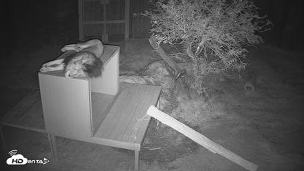 Reid Park Zoo Lions Live Webcam - Aug 9, 2026, 8:35pm MST