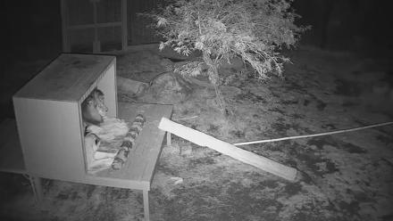 Reid Park Zoo Lions Live Webcam - Nov 26, 2025, 6:40pm MST