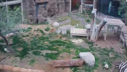Reid Park Zoo Lions Live Webcam - Jan 1, 2026, 12:48pm MST