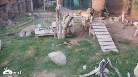 Reid Park Zoo Lions Live Webcam - Sep 24, 2026, 5:38pm MST