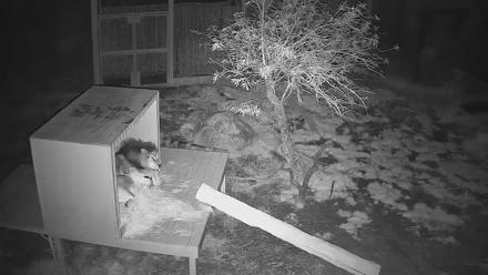 Reid Park Zoo Lions Live Webcam - Jan 29, 2026, 6:47am MST