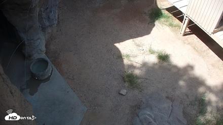 Reid Park Zoo Lions Live Webcam - Sep 23, 2026, 11:53am MST