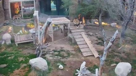 Reid Park Zoo Lions Live Webcam - Dec 18, 2025, 7:45am MST