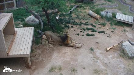 Reid Park Zoo Lions Live Webcam - May 28, 2026, 10:10am MST