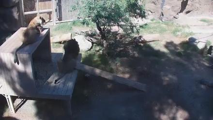 Reid Park Zoo Lions Live Webcam - Oct 27, 2025, 11:32am MST