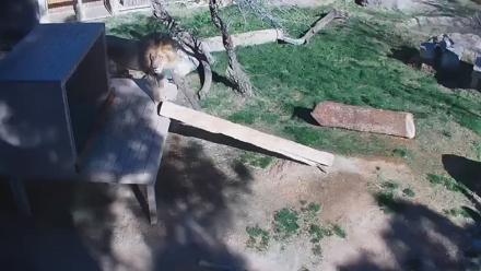 Reid Park Zoo Lions Live Webcam - Feb 27, 2026, 9:50am MST