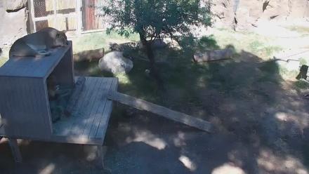 Reid Park Zoo Lions Live Webcam - Nov 2, 2025, 11:02am MST