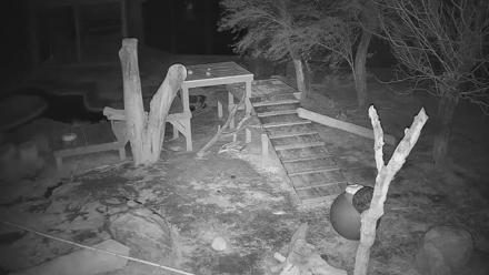 Reid Park Zoo Lions Live Webcam - Dec 5, 2025, 10:02pm MST