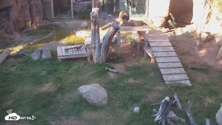 Reid Park Zoo Lions Live Webcam - Oct 6, 2026, 4:33pm MST