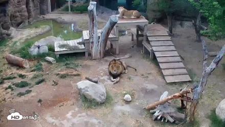 Reid Park Zoo Lions Live Webcam - May 4, 2026, 8:29am MST