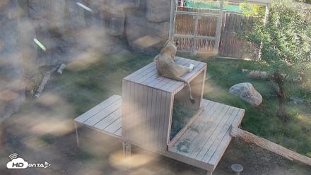 Reid Park Zoo Lions Live Webcam - Oct 14, 2026, 3:31pm MST