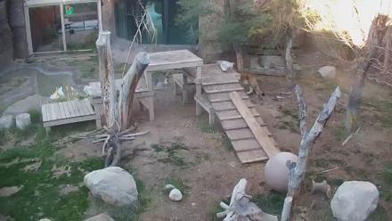 Reid Park Zoo Lions Live Webcam - Dec 8, 2025, 4:33pm MST