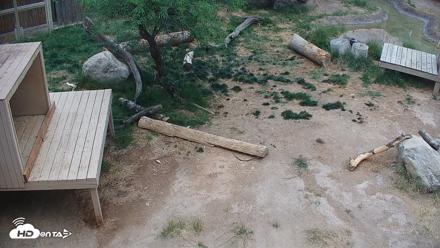 Reid Park Zoo Lions Live Webcam - May 28, 2026, 10:16am MST