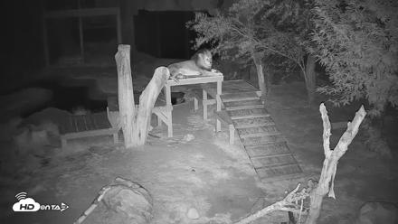 Reid Park Zoo Lions Live Webcam - May 16, 2026, 11:51pm MST