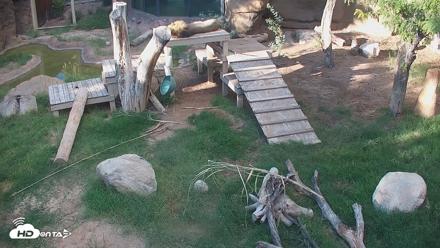 Reid Park Zoo Lions Live Webcam - Sep 4, 2026, 5:25pm MST