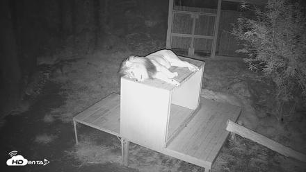 Reid Park Zoo Lions Live Webcam - Oct 13, 2026, 8:00pm MST