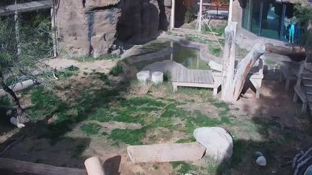 Reid Park Zoo Lions Live Webcam - Dec 30, 2025, 1:54pm MST