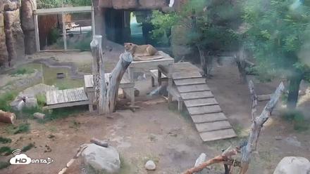 Reid Park Zoo Lions Live Webcam - May 20, 2026, 7:20am MST