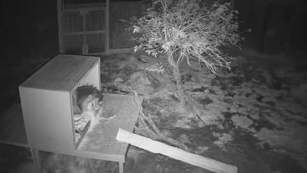 Reid Park Zoo Lions Live Webcam - Jan 17, 2026, 4:35am MST
