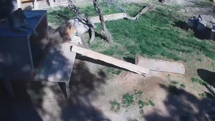 Reid Park Zoo Lions Live Webcam - Feb 27, 2026, 9:47am MST