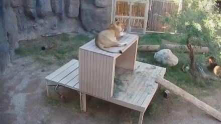 Reid Park Zoo Lions Live Webcam - Oct 19, 2025, 3:27pm MST