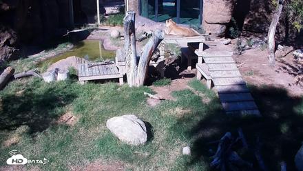Reid Park Zoo Lions Live Webcam - Oct 5, 2026, 2:40pm MST