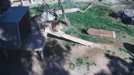Reid Park Zoo Lions Live Webcam - Feb 27, 2026, 9:51am MST